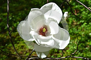 White magnolia flower