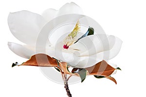 White Magnolia Flower