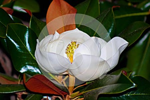 White magnolia flower. Also called Evergreen, Bull Bay, Laurel and Loblolly.