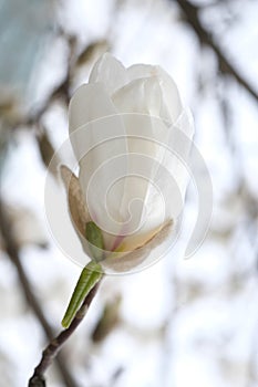 White magnolia flower on the background of the sky