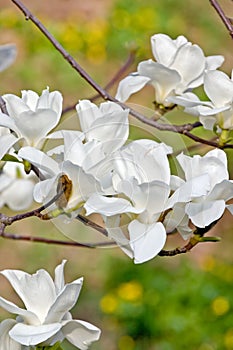 White magnolia flower in bloom