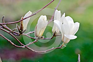White magnolia flower in bloom
