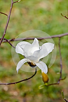 White magnolia flower in bloom