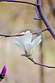 White magnolia flower in bloom