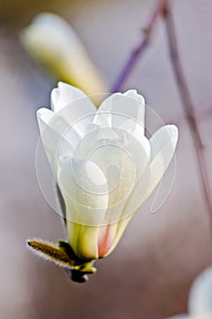 White magnolia flower in bloom