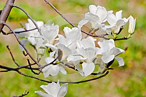 White magnolia flower in bloom