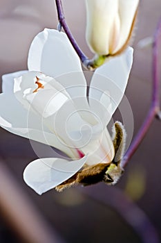 White magnolia flower in bloom