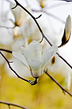 White magnolia flower in bloom