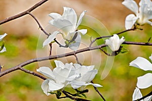 White magnolia flower in bloom