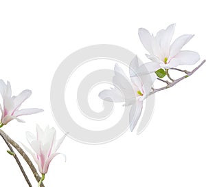 White magnolia  flower blooming isolated on white background.