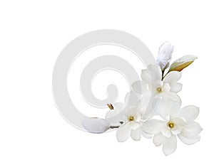 White magnolia  flower blooming isolated on white background.