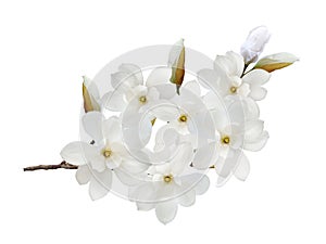 White magnolia  flower blooming isolated on white background.