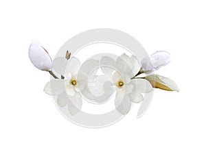 White magnolia  flower blooming isolated on white background.