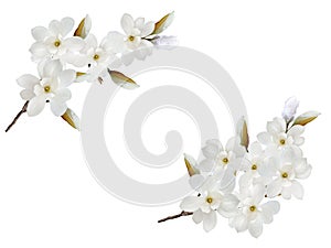 White magnolia  flower blooming isolated on white background.
