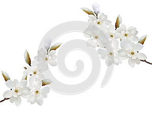 White magnolia  flower blooming isolated on white background.