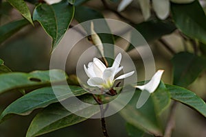 White magnolia flower bud