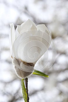 White magnolia flower bud on a branch