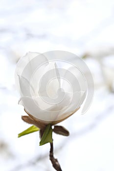 White magnolia flower bud on a branch