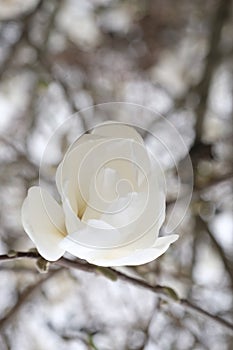 White magnolia flower bud on a branch