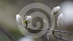 White magnolia flower bud close up.