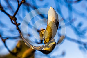 white magnolia flower bud on tree branch spring time tree blossom