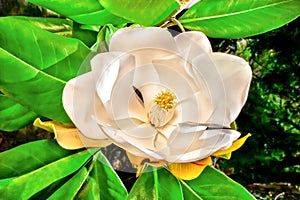 White Magnolia Flower close up with green leaves around