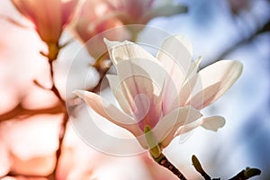 White magnolia flower close-up on a pink