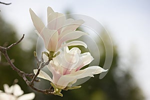 White magnolia flower close-up on a pink background