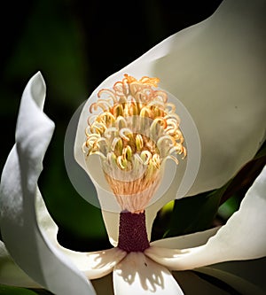 White magnolia flower detail light and shadows closeup