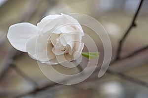 White magnolia flower on a gray background