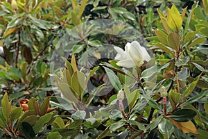 White Magnolia flower among green dark leaves