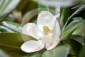 White magnolia flower on green leaves grows on a tree and glistens in the sun