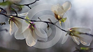 White magnolia flower head close-up.