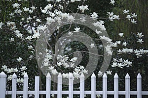 White magnolia flower inside white railing.