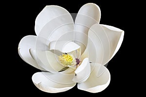 White Magnolia Flower Isolated on Black photo