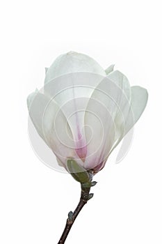 White magnolia flower isolated photo