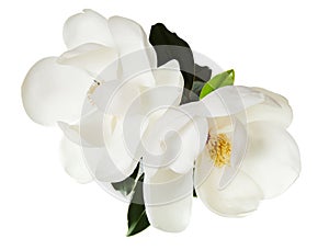 White Magnolia Flower Magnolias Floral Tree photo