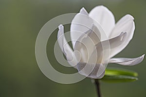 A white magnolia flower opened its fragile petals