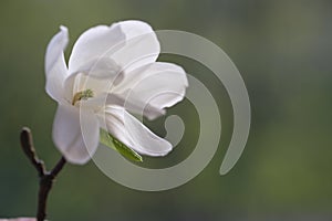 A white magnolia flower opened its fragile petals