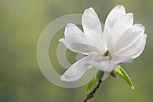 A white magnolia flower opened its fragile petals