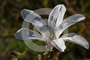 White magnolia flower in penumbra and green mottled background photo
