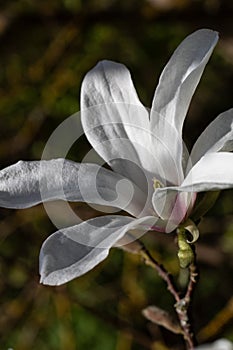 White magnolia flower in penumbra and green mottled background. Vertical photo photo