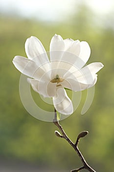 White magnolia flower photographed from the front