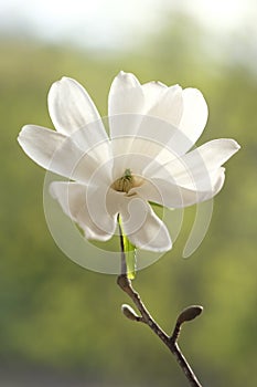 White magnolia flower photographed from the front