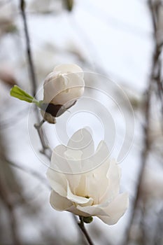 White magnolia flower, side view