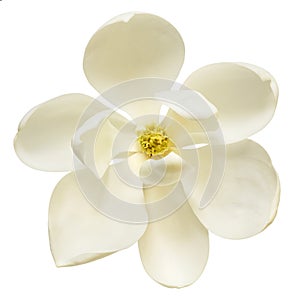 White Magnolia Flower Top View Isolated