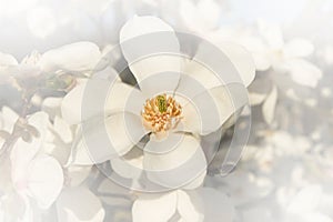 White magnolia