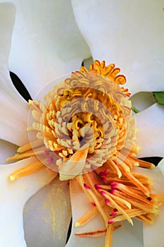 White magnolia flower yellow stamen study