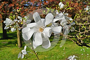 White magnolia - flowering tree