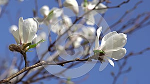 White magnolia flowers
